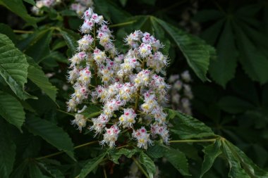 İlkbaharda çiçek açan kestane ağacı. Doğa