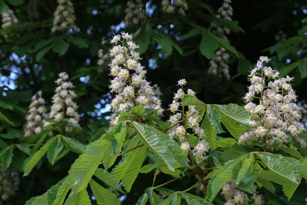 İlkbaharda çiçek açan kestane ağacı. Doğa