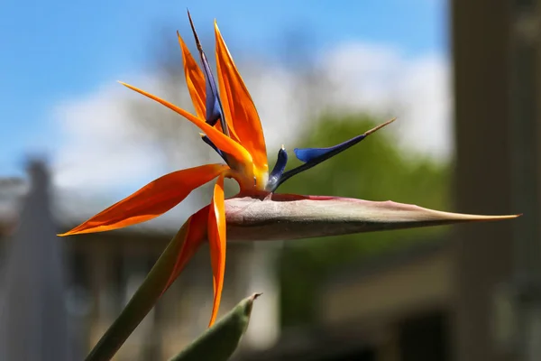 Bunga berwarna Burung surga Strelitzia Reginae — Stok Foto