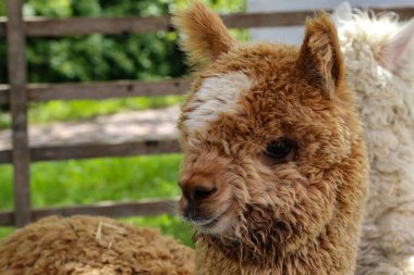 Kahverengi komik alpaka yeşil bir alanda kameraya bakar