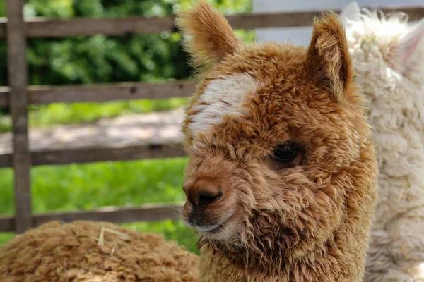 Brown funny alpaca looks into the camera on a green field Royalty Free Stock Photos