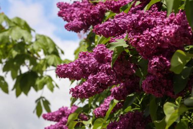 Bahar. Şehir parkında çiçek açan leylaklar