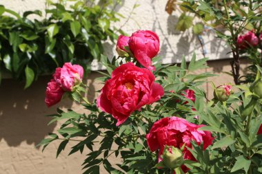Pembe peonies bahçede. Pembe peony çiçek açan.