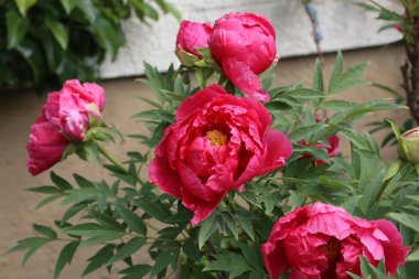Pembe peonies bahçede. Pembe peony çiçek açan.