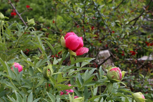 Rosa Pfingstrosen im Garten. blühende rosa Pfingstrose. — Stockfoto