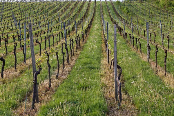 Zielone winogrona winorośli w winnicy wiosną — Zdjęcie stockowe