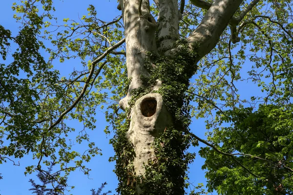 Träd med en nos mot den blå himlen — Stockfoto