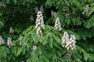 İlkbaharda çiçek açan kestane ağacı. Doğa