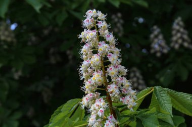 İlkbaharda çiçek açan kestane ağacı. Doğa