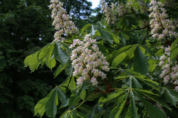 Blossoming chestnut tree in spring closeup. Nature — Stock Photo, Image