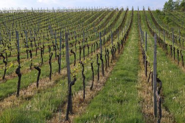 Bahar aylarında Bağda Yeşil Üzüm Bağları