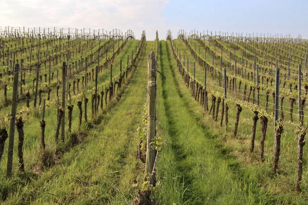 Зеленые виноградники в винограднике весной — стоковое фото