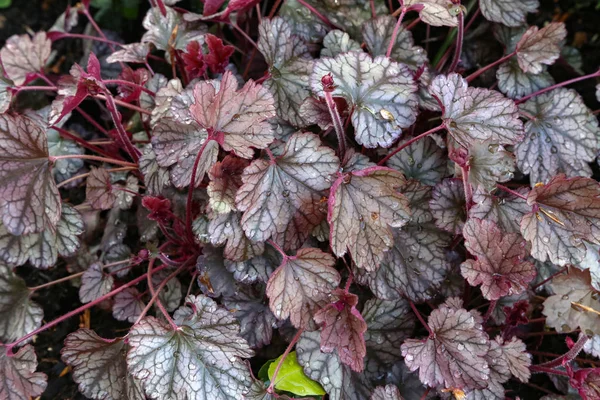 Daun merah-coklat ditutupi dengan tetes setelah hujan — Stok Foto