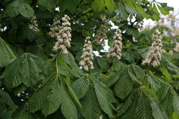 Blossoming chestnut tree in spring closeup. Nature — Stock Photo, Image