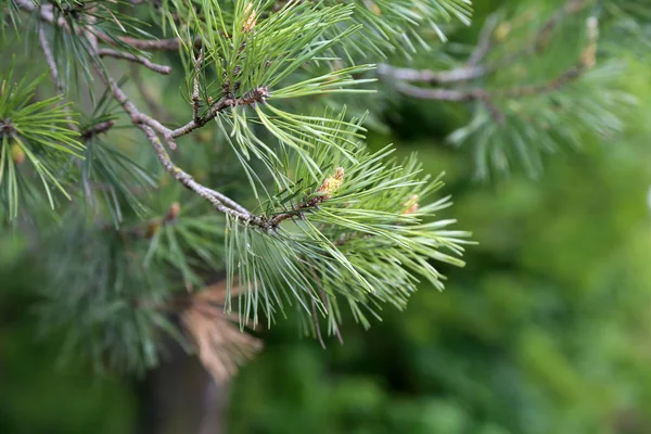 Un ramo di pino con coni su sfondo verde — Foto Stock