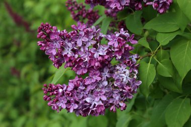 Bahar. Şehir parkında çiçek açan leylaklar