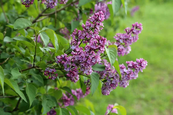 Primavera. Lirios florecientes en el parque de la ciudad —  Fotos de Stock