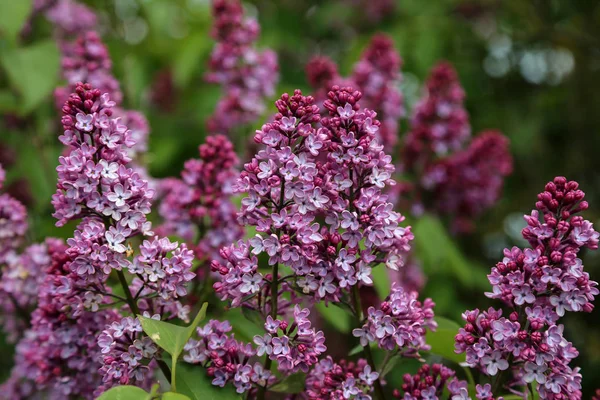 Spring. Blooming lilacs in the town park — Stock Photo, Image