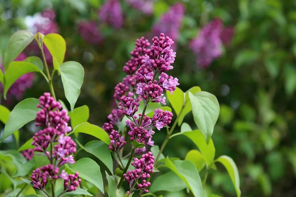 Le printemps. Des lilas en fleurs dans le parc de la ville — Photo