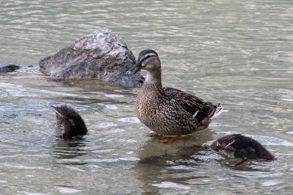 Patos cinzentos selvagens banham-se no lago — Fotografia de Stock