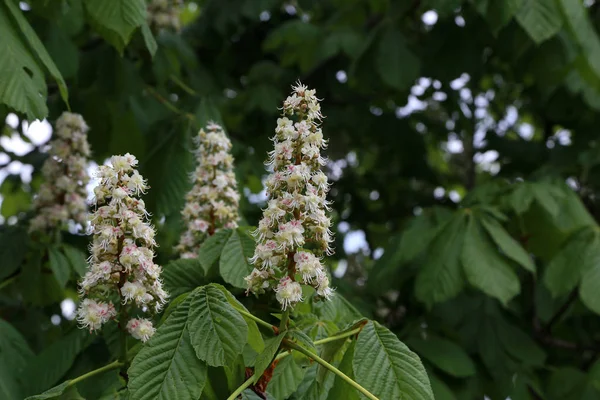 İlkbaharda çiçek açan kestane ağacı. Doğa
