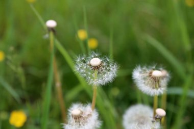 Karahindiba tohumuna karşı sabah güneş ışığına karşı