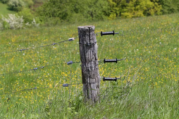 Електричний паркан ворота захищає пасовище зеленої трави — стокове фото