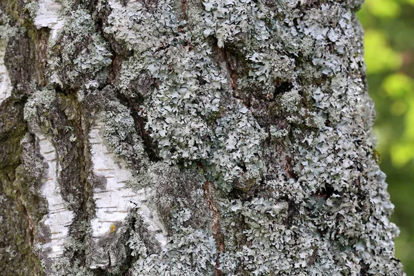 Lichen bir ağacın kabuğunda — Stok fotoğraf