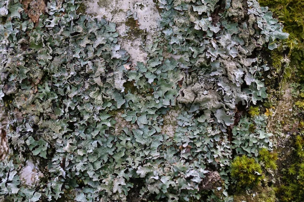 Liquen en la corteza de un árbol — Foto de Stock