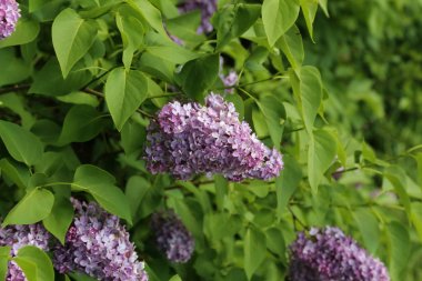 Bahar. Şehir parkında çiçek açan leylaklar