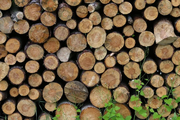 Firewood is stacked in the forest to dry — Stock Photo, Image