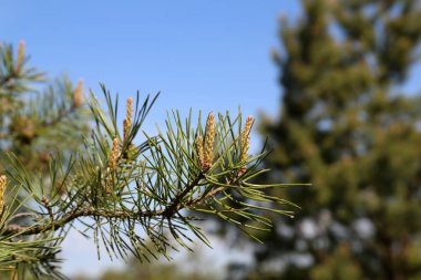 Kozalaklı ormanda yeşil çam dalı