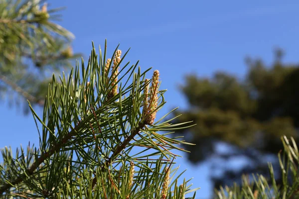 針葉樹林の緑の松の枝 — ストック写真