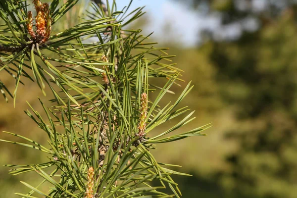 Green pine branch in the coniferous forest — Stock Photo, Image