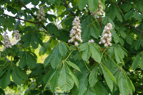 Blossoming chestnut tree in spring closeup. Nature — Stock Photo, Image