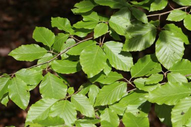Bahar ormanlarında ağaçlarda ilk yapraklar