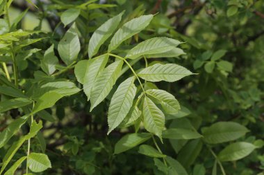 Bahar ormanlarında ağaçlarda ilk yapraklar