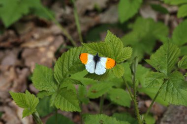 Aurorafalter Anthocharis cardamines Turuncu bir bitki üzerinde oturur