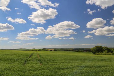 Kış buğdayı yeşil alanları ile Bahar manzara