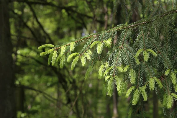 Germogli freschi sui rami di abete rosso nella foresta — Foto Stock