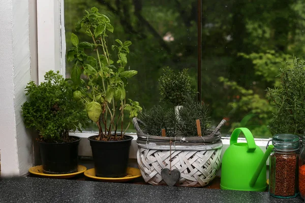 Plantas de ervas são criadas no peitoril da janela — Fotografia de Stock