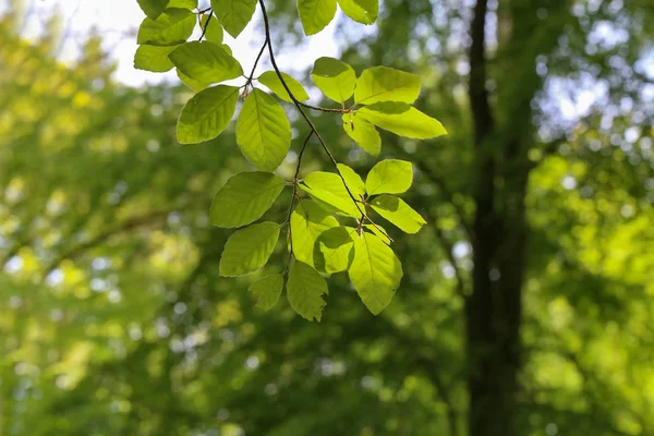 First leaves on trees in spring forest — Stock Photo, Image