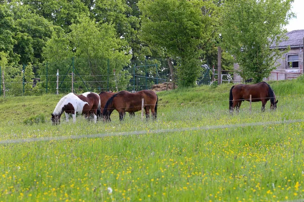 Cavalos pastam em um prado perto da fazenda — Fotografia de Stock