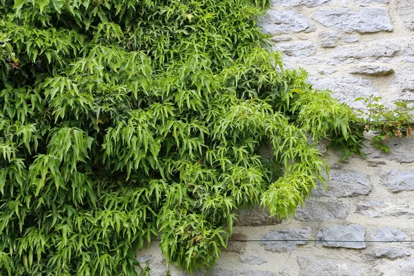 Foglie verdi di uva selvatica che tessono su un muro di pietra — Foto Stock