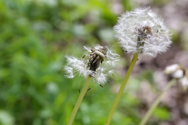 Le pissenlit fleuri dans la nature pousse à partir d'herbe verte. Vieux pissenlit gros plan . — Photo