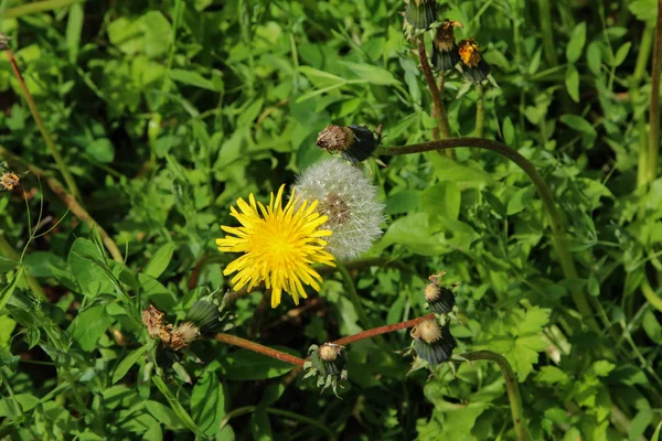 Blommigt maskros i naturen växer från grönt gräs. Gamla maskros närbild. — Stockfoto