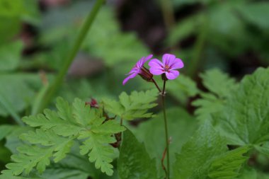 Bir orman glade üzerinde küçük mor çiçekler