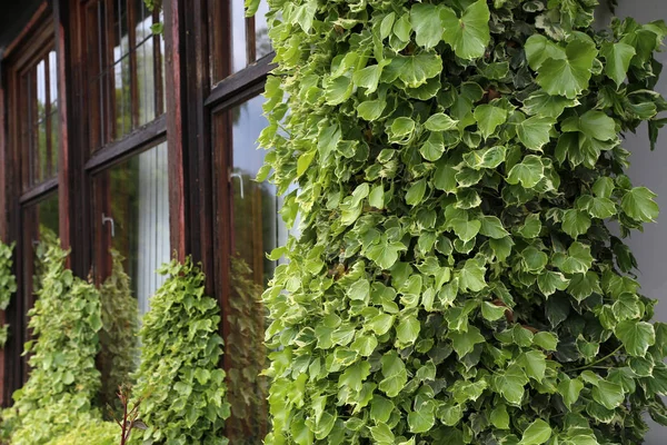 Ivy. arbusti striscianti aggrappati alle loro radici avventizie delle pareti — Foto Stock