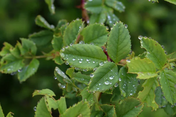Groen blad is bedekt met druppels vocht na regen — Stockfoto