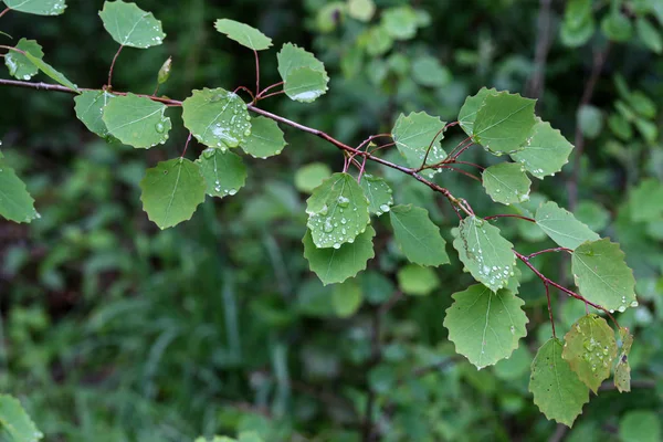 Feuillage vert recouvert de gouttes d'humidité après la pluie — Photo